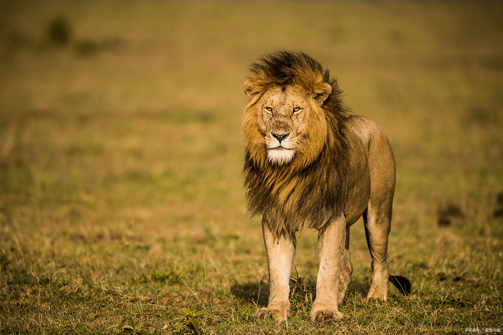 英雄联盟S15赛-欧超杯赛前走向成谜，本菲卡队长鼓劲，质疑声仍在，更衣室氛围转暖(本菲卡vs吉马良斯赛果)
